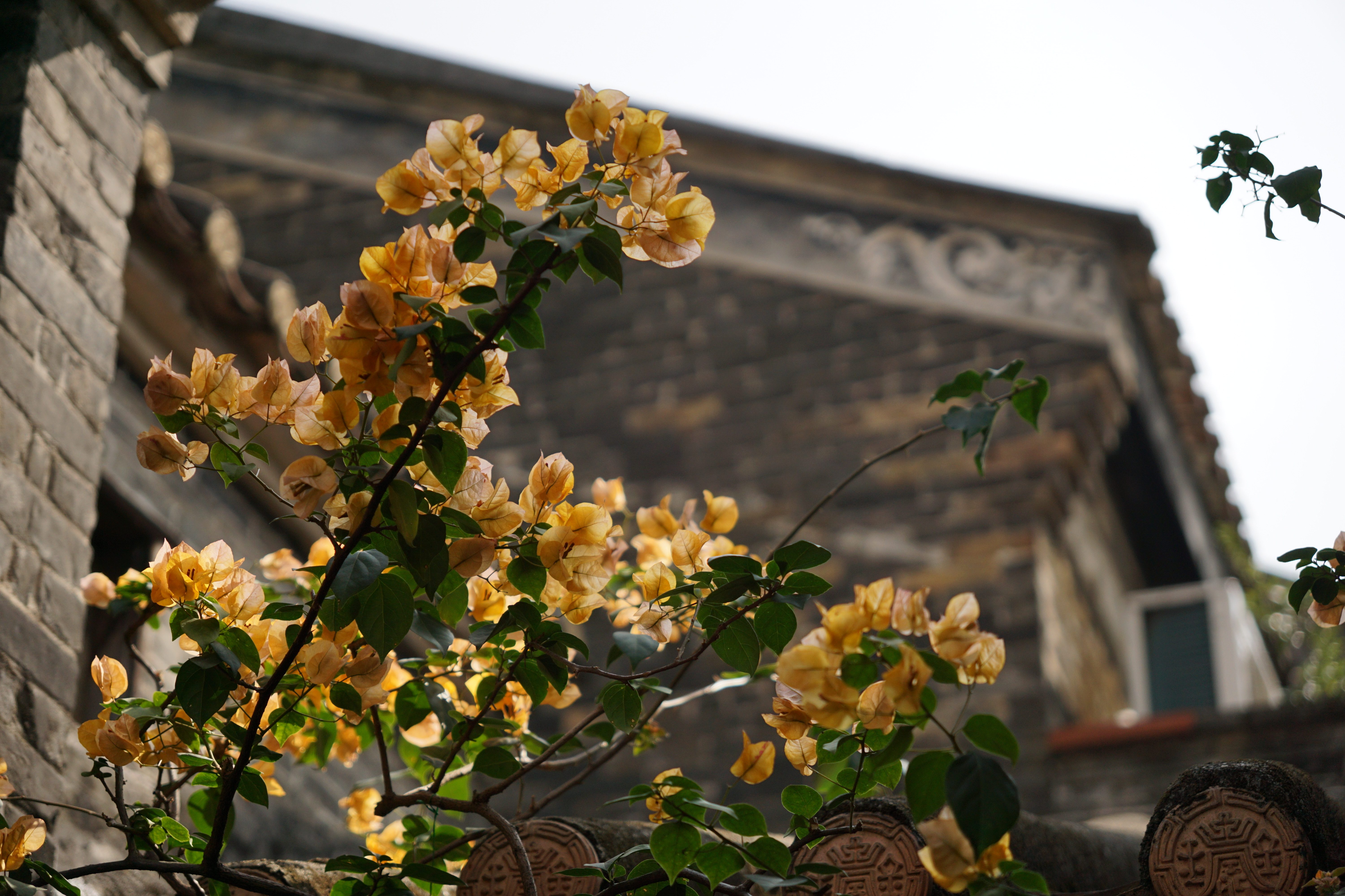 Flowers